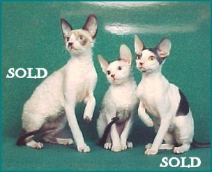 Available Cornish Rex Kittens
