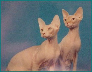 Sphynx