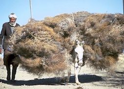 mIMG0009-Iran-donkeyman.jpg (21605 Byte)