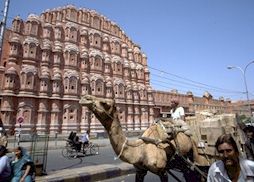 mIMG0012-jaipur-camel.jpg (15583 Byte)