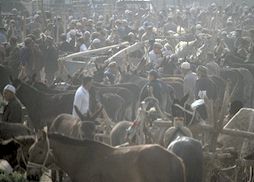 mIMG0047-kashgar-market.jpg (11761 Byte)