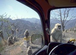 mIMG0064-ganga-monkeys.jpg (12491 Byte)