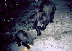 mIMG0086-bears.jpg (12918 Byte)