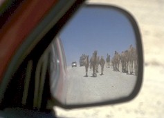 mkIMG0050-camels-mirror-f.jpg (9542 Byte)