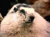 a Hoary Marmot