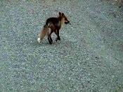 a Red Fox