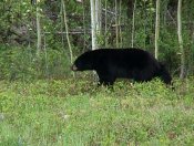 Black Bear