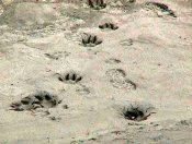 Footprints