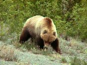 Grizzly