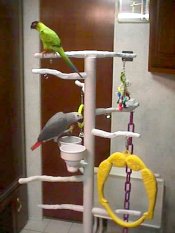 The Parrot Tower