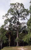 arbol-ceiba.jpg (89315 bytes)