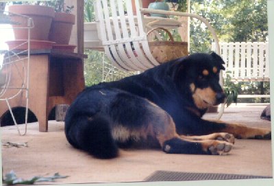 Picture of Strang resting on the poarch.