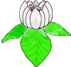 Magnolia Blossom