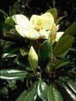 magnolia blossom