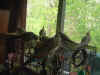 7 birds on cage.JPG (74555 bytes)