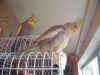 bIRDS ON CAGE 3.JPG (44348 bytes)