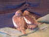 baby birds on couch 3.JPG (59392 bytes)