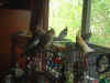 birds on cage mm.JPG (74657 bytes)
