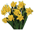 daffodil
