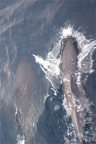 Dolphin greetings