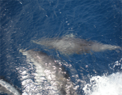 Dolphins playing at the bow