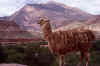cafayate6.jpg (75845 bytes)
