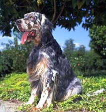 setter.jpg (15840 bytes)