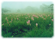 Ҿ觡 ҡ www.krajeaw.com
