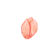 blom1an.gif (9122 bytes)