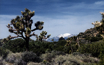 Mt. San Gorgonio