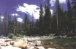 Along the Kings River