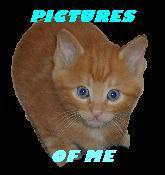 CAT PICS
