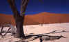 deathvaleyarbol.jpg (42757 bytes)