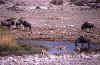 etosha-nu-sprinbok.jpg (96300 bytes)