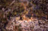 etoshaleon01.jpg (59720 bytes)