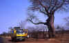 grupo-camion-baobab.jpg (70103 bytes)