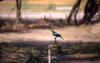 pajaro-grifo.jpg (43102 bytes)