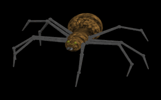 spider