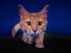 cat026.jpg (66039 bytes)