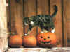 cat051.jpg (80483 bytes)
