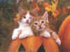 cat10_2.jpg (32750 bytes)