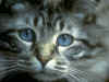 cat13_2.jpg (95965 bytes)
