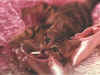 cat15_3.jpg (163674 bytes)