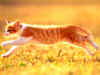 cat22_2.jpg (95230 bytes)