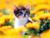 cat28_2.jpg (77022 bytes)