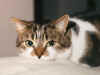 cat2_3.jpg (63787 bytes)