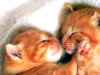 cat31_2.jpg (98551 bytes)