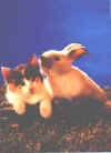 catnrabb.jpg (32864 bytes)