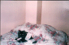 chery1.gif (168081 bytes)
