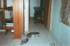 max1.gif (194452 bytes)